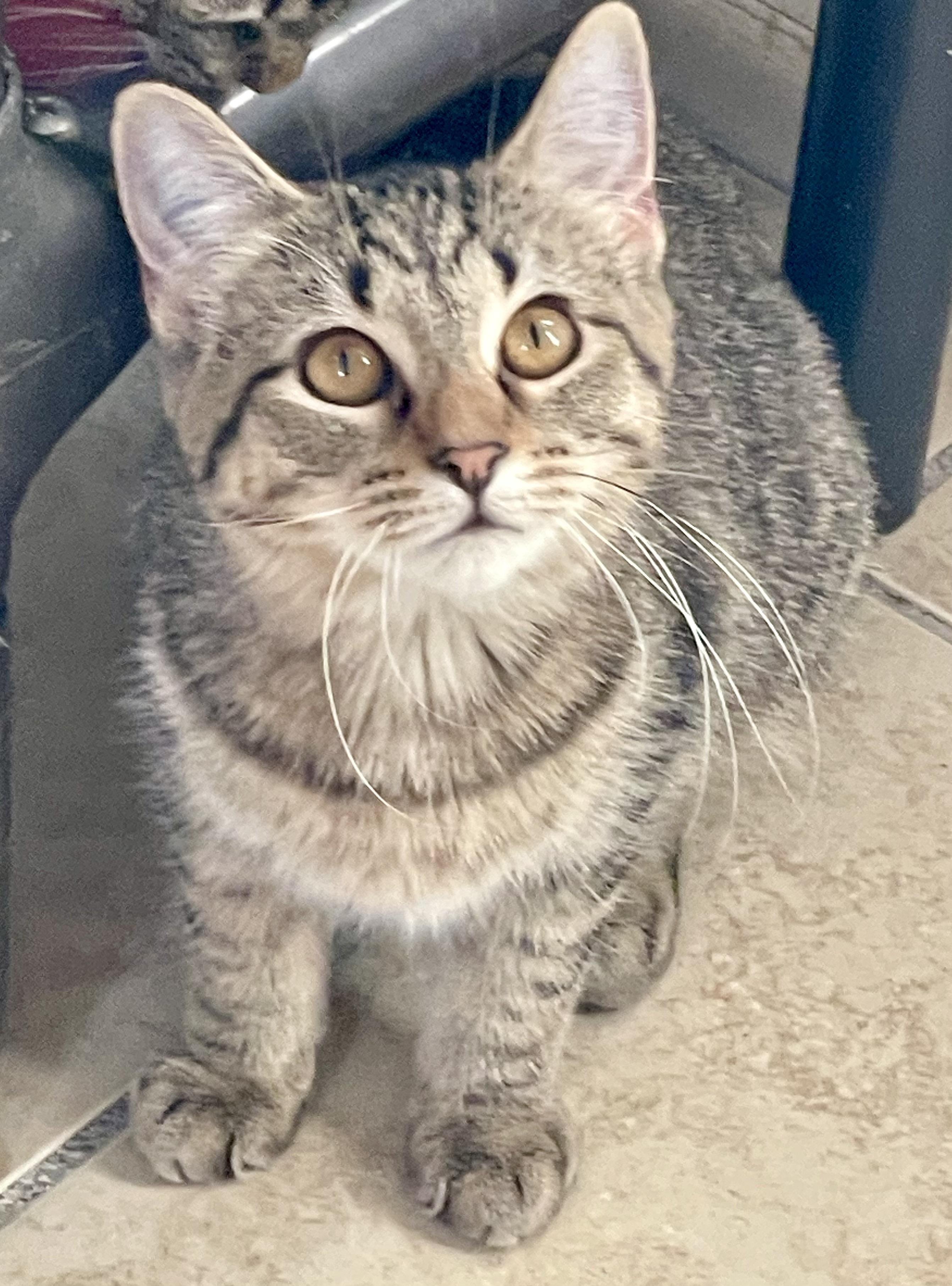 Tessa, Adoptable, Kitten Female Tabby & Domestic Short Hair.