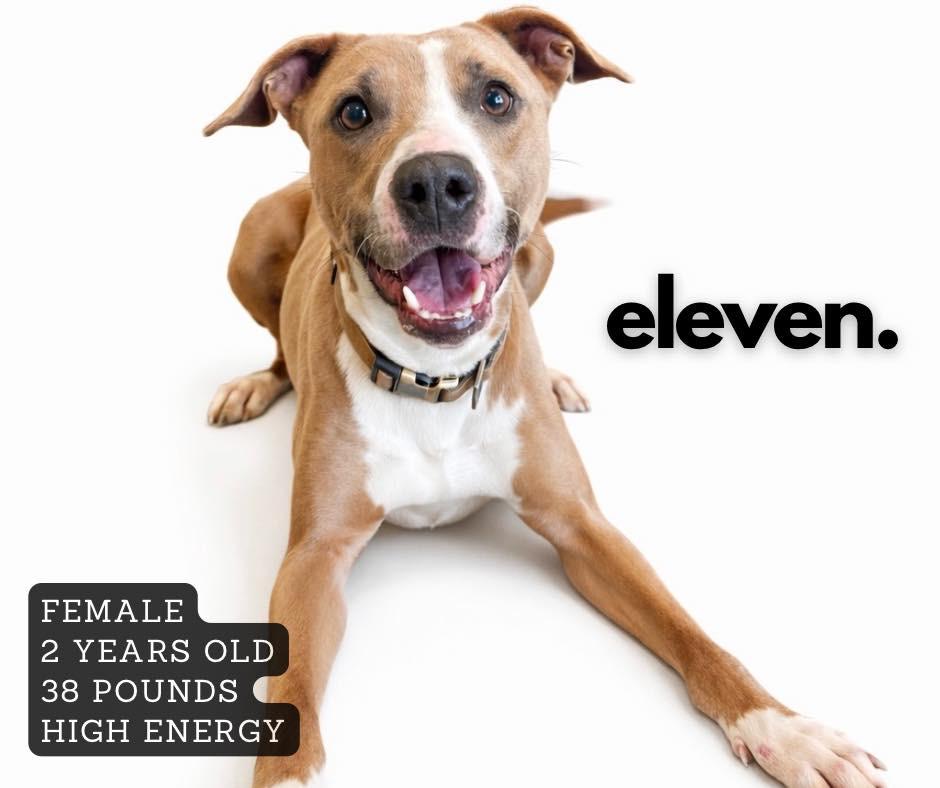 Eleven, Adoptable, Adult Female Mixed Breed.