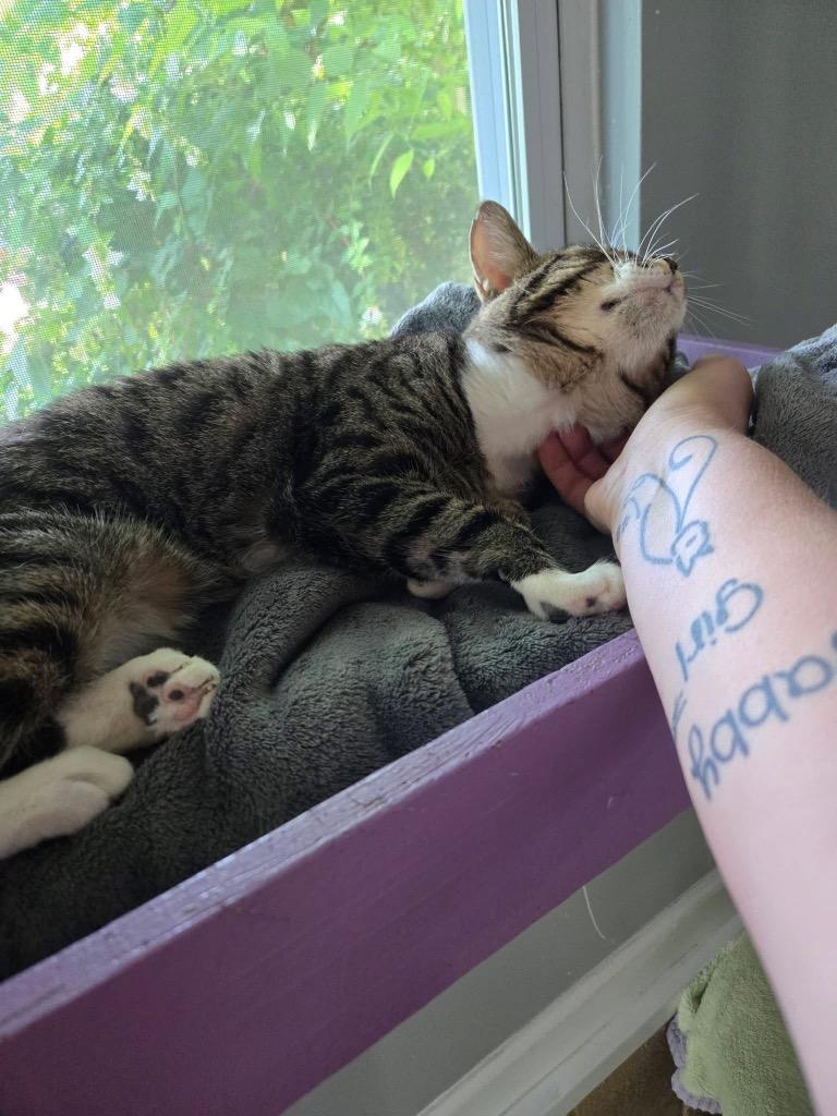 Max, Adoptable, Young Female Domestic Short Hair.