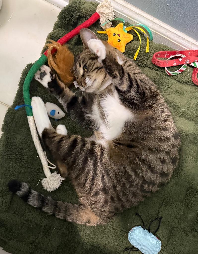 Enlarge Max, a Adoptable mixed breed in Hampton, VA image 3/4
