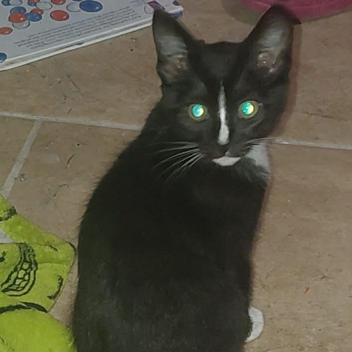 Enlarge Opalite, a Adoptable Domestic Short Hair in Newcastle, OK image 1/1