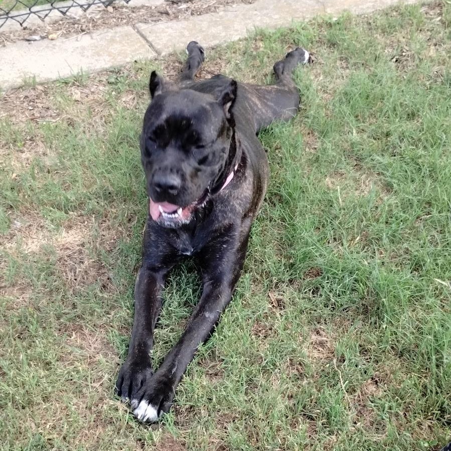 Enlarge Astra, an adopted Cane Corso in Cleveland, TX image 1/6