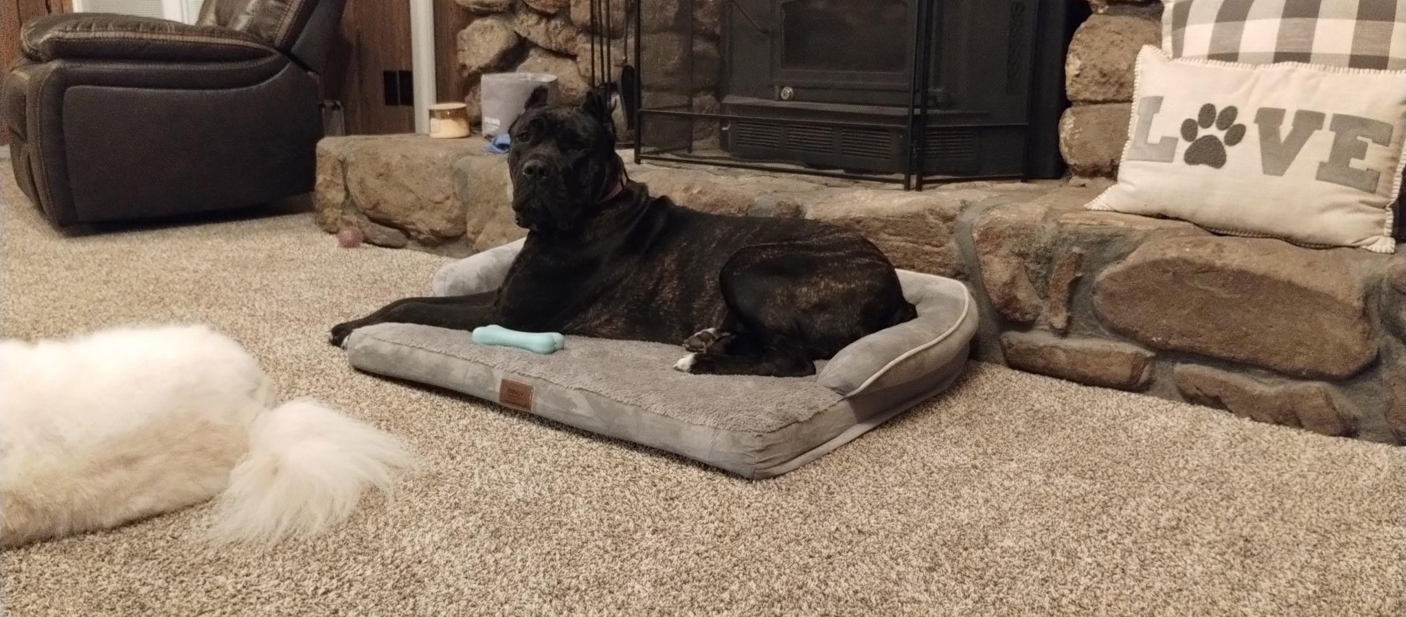 Enlarge Astra, an adopted Cane Corso in Cleveland, TX image 2/6
