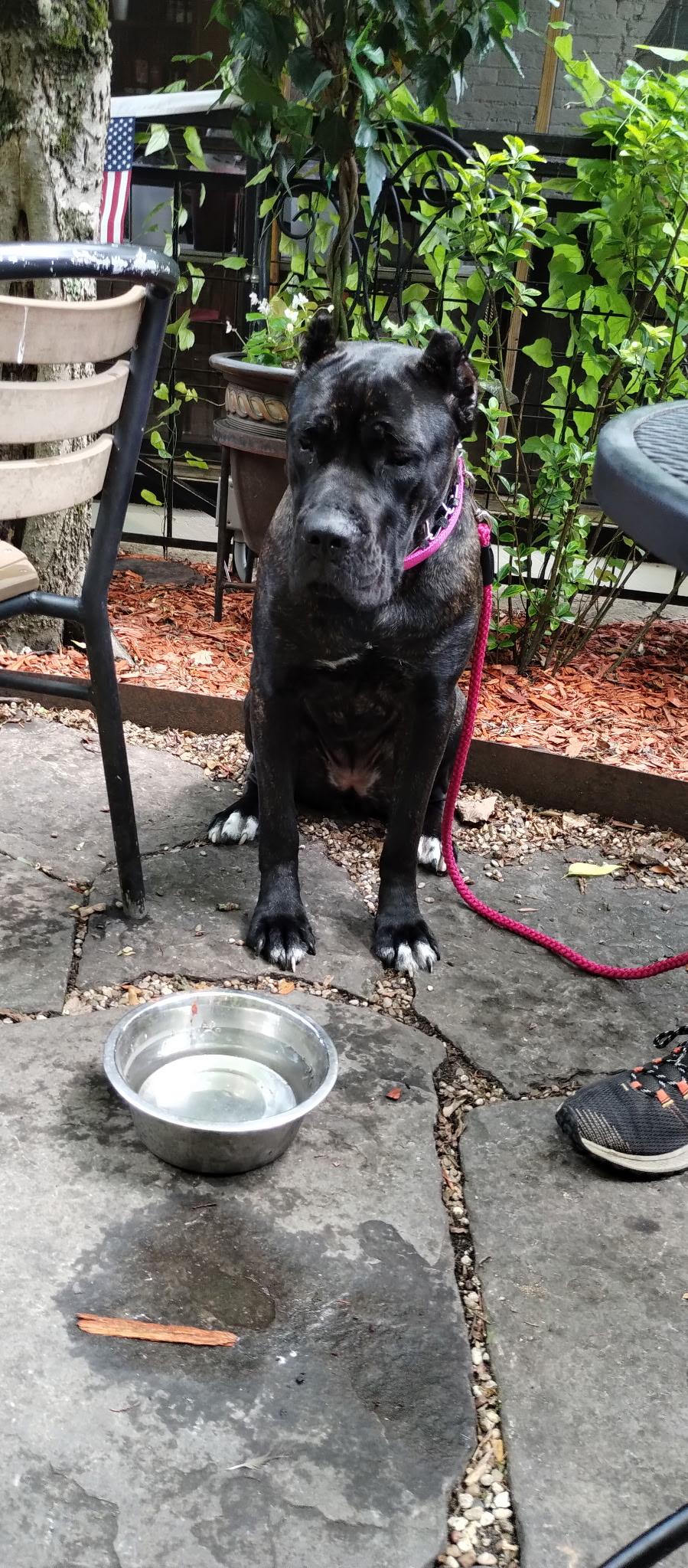 Enlarge Astra, an adopted Cane Corso in Cleveland, TX image 4/6