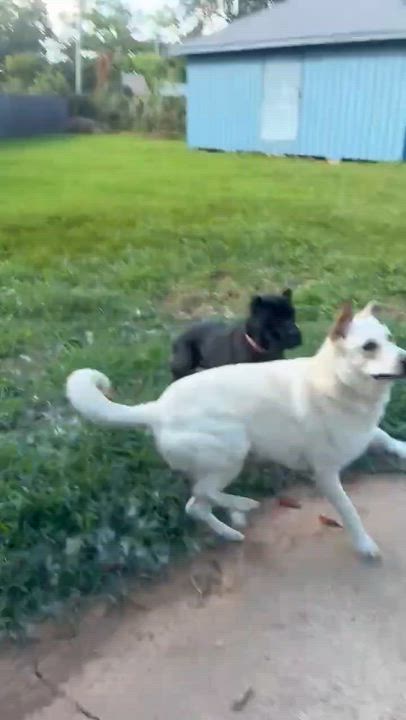 Enlarge Astra, an adopted Cane Corso in Cleveland, TX video 5/6