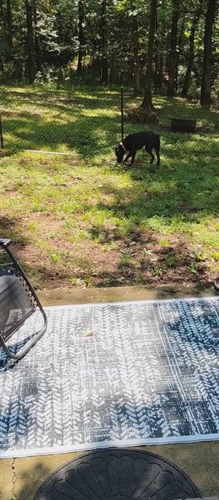 Enlarge Astra, an adopted Cane Corso in Cleveland, TX video 6/6