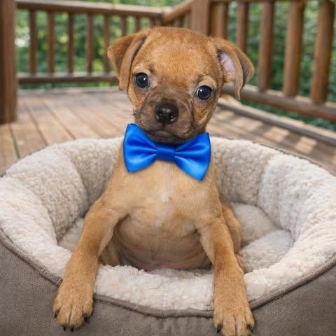 Enlarge Jessie, a Adoptable mixed breed in Stamford , CT image 1/4