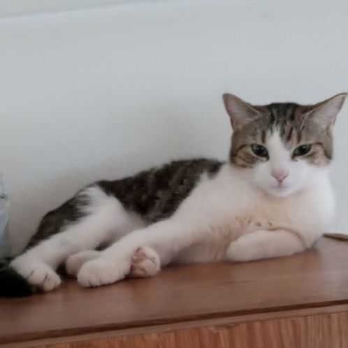 Enlarge Sioux (pronounced Sue), a Adoptable mixed breed in Laurelville, OH image 1/2