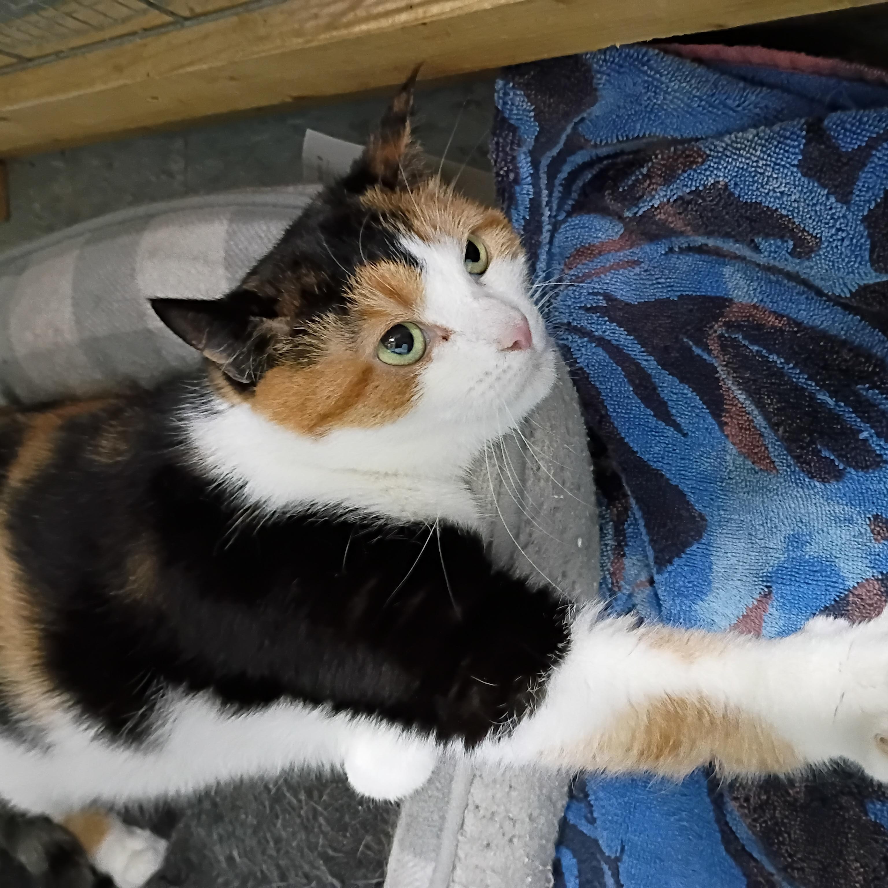 Enlarge Reeses, a Adoptable Calico in Rogersville, TN image 3/4