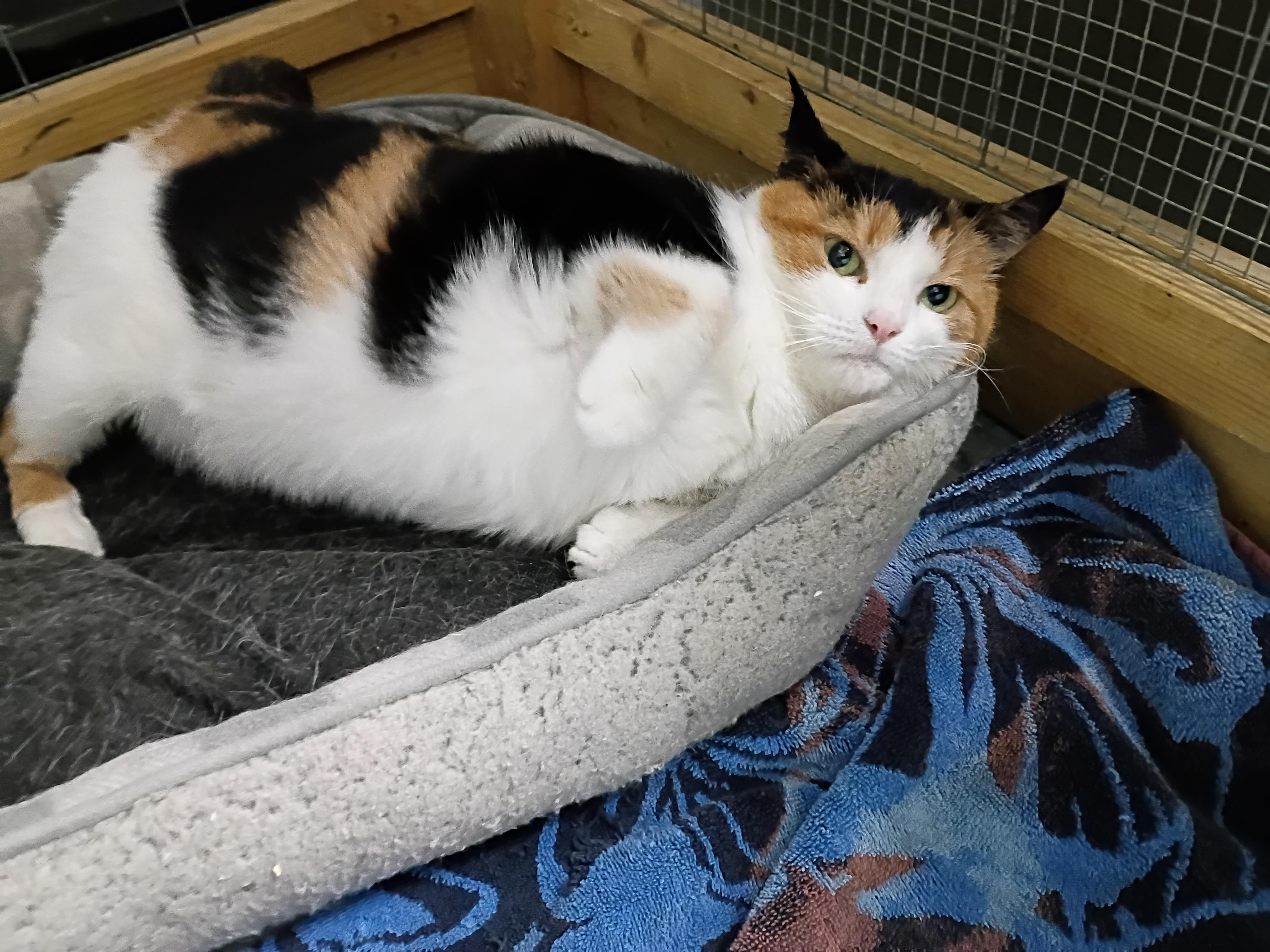 Enlarge Reeses, a Adoptable Calico in Rogersville, TN image 2/4