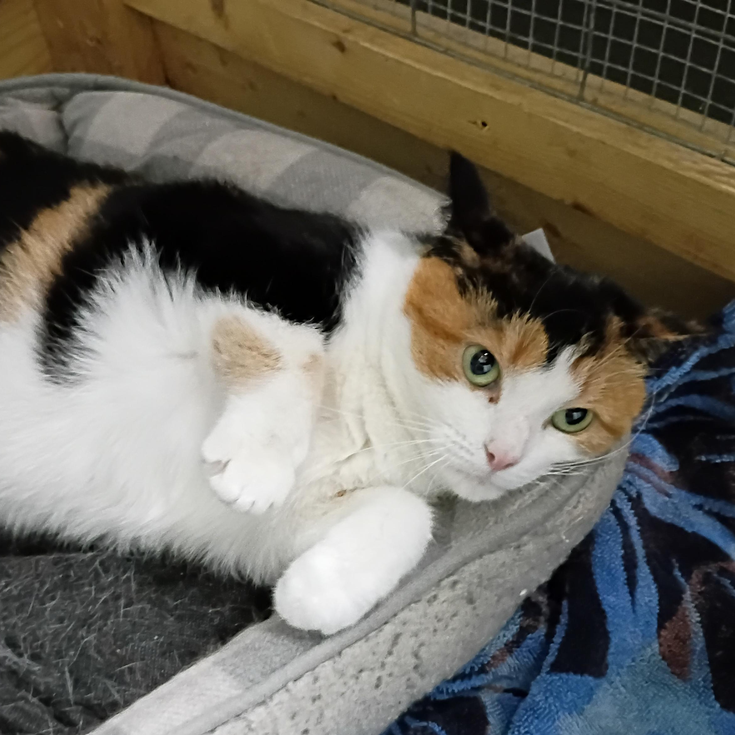 Reeses, Adoptable, Adult Female Calico.