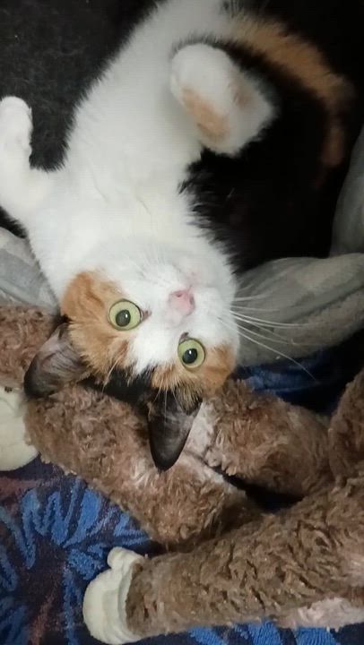 Enlarge Reeses, a Adoptable Calico in Rogersville, TN video 4/4