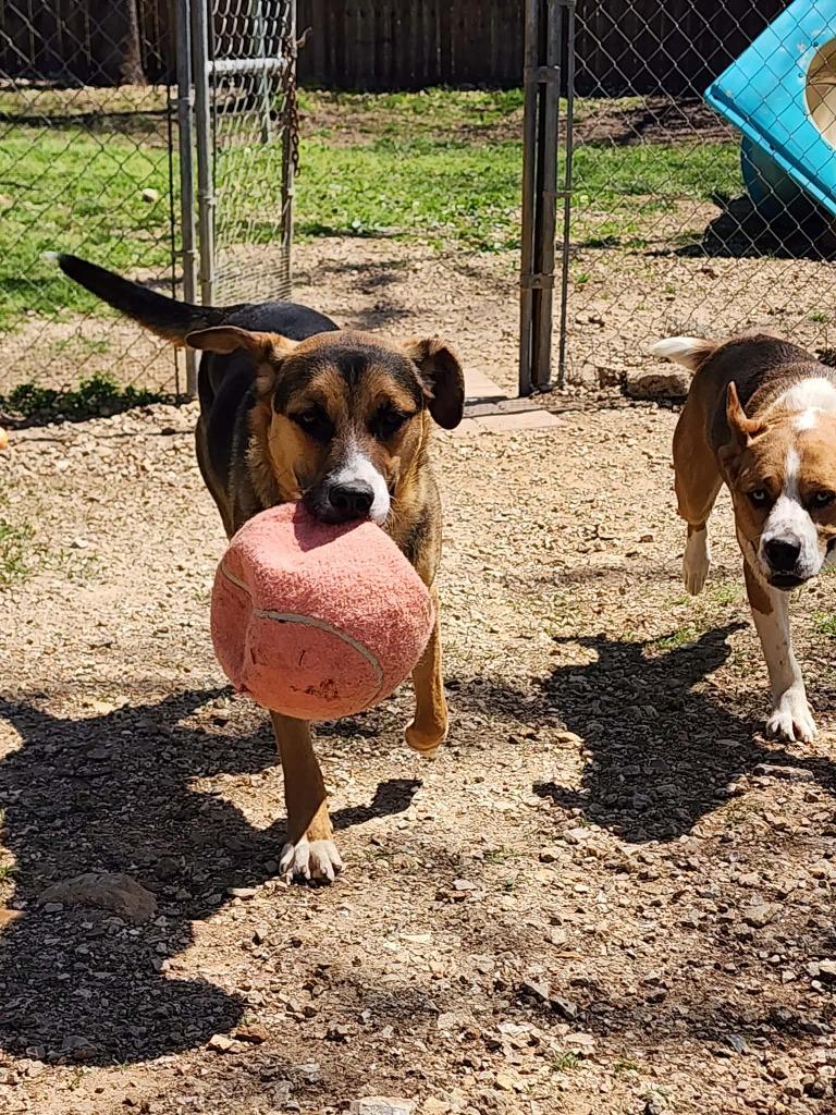 Enlarge Marco, a Adoptable Mixed Breed in Crocker, MO image 2/4