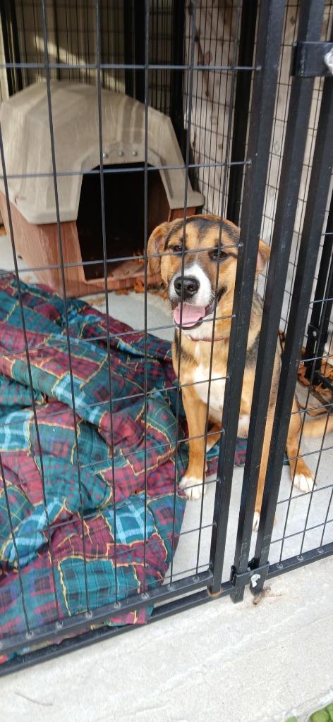 Enlarge Marco, a Adoptable Mixed Breed in Crocker, MO image 1/2