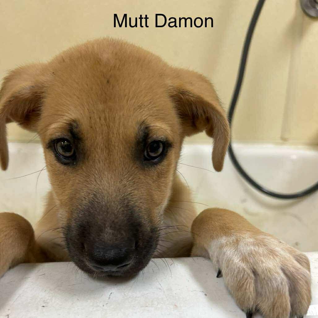 Mutt Damon