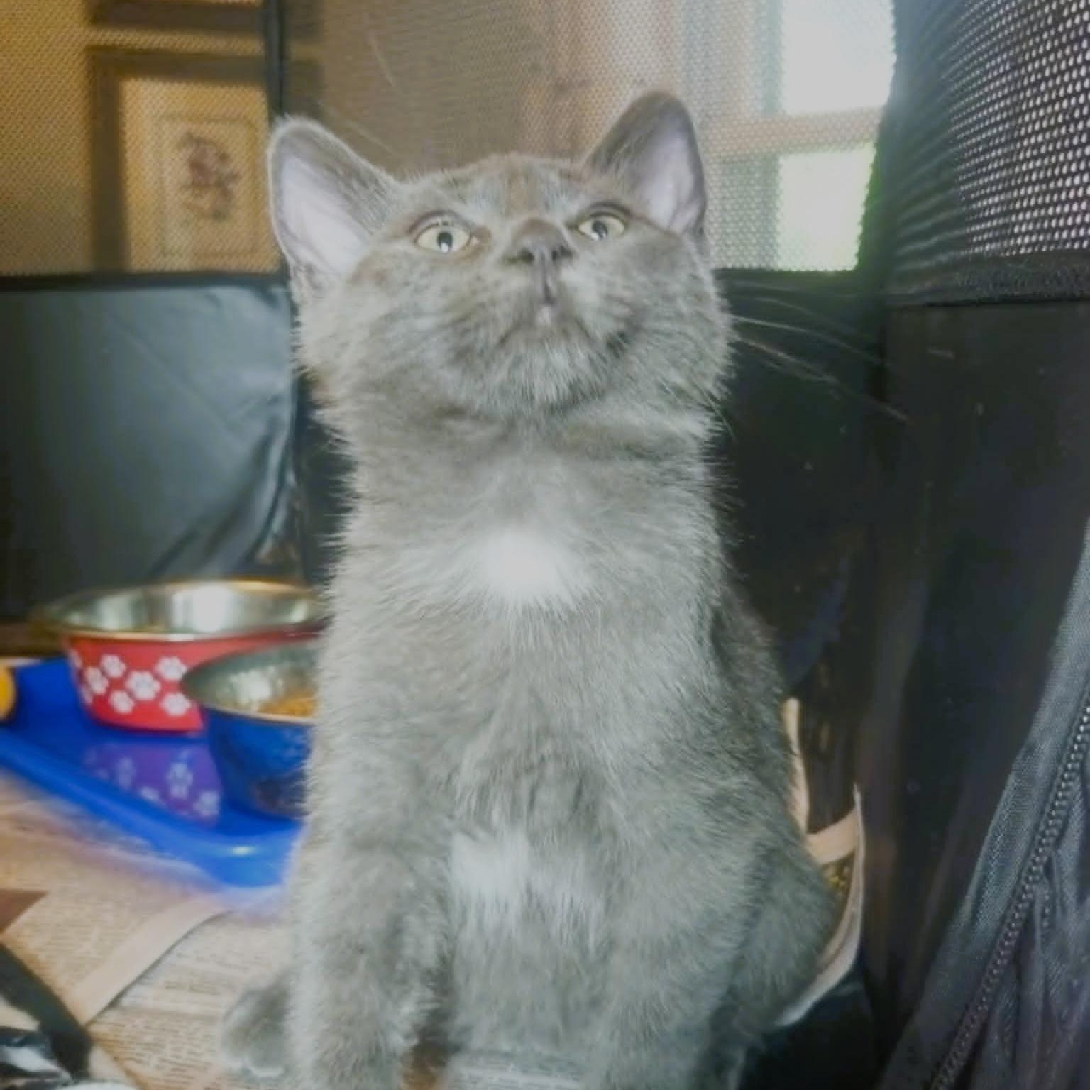 Archer (Bonded with Darcy), an adopted Domestic Short Hair in Rochester, NY image 2/5