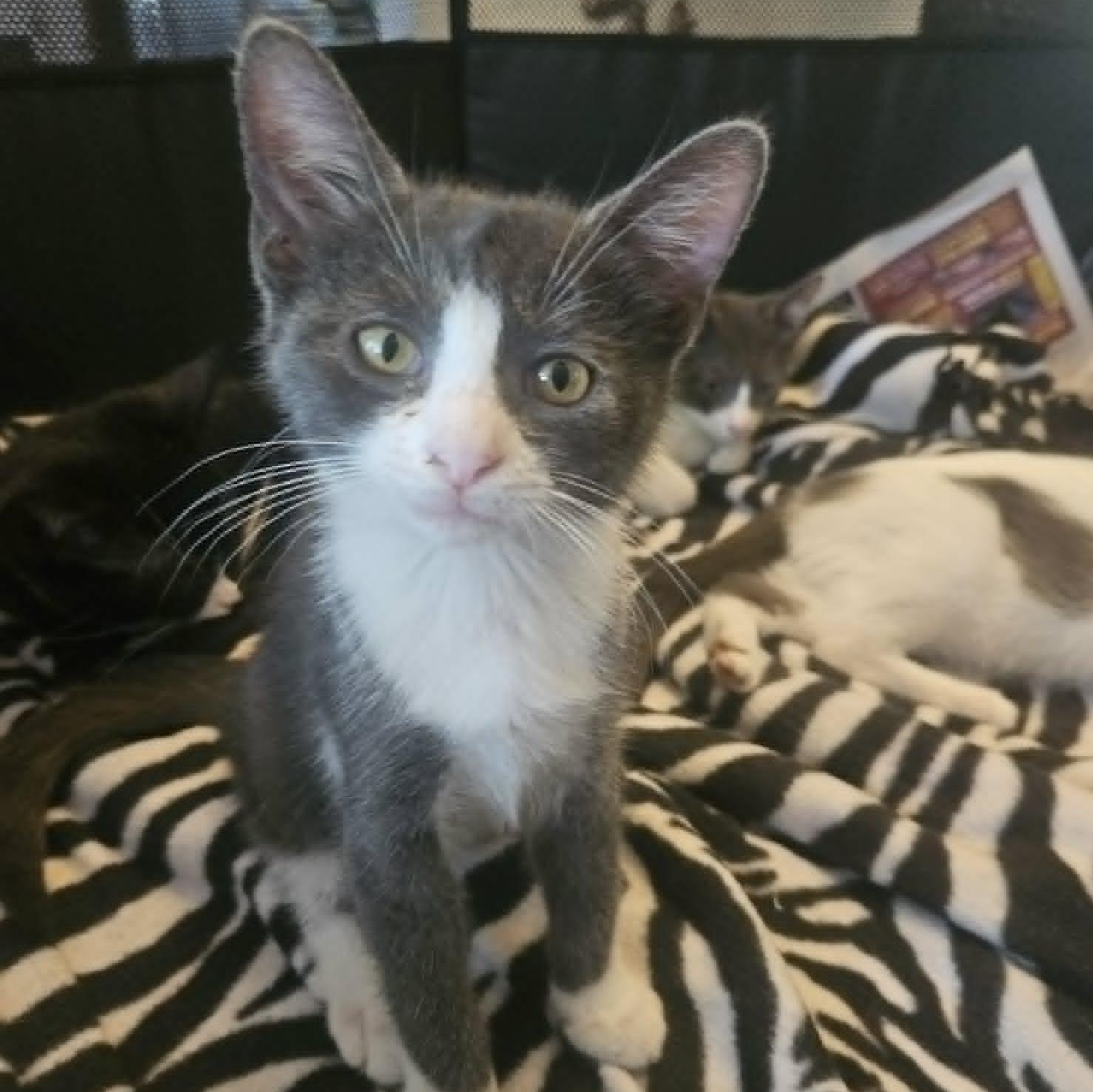 Archer (Bonded with Darcy), an adopted Domestic Short Hair in Rochester, NY image 5/5