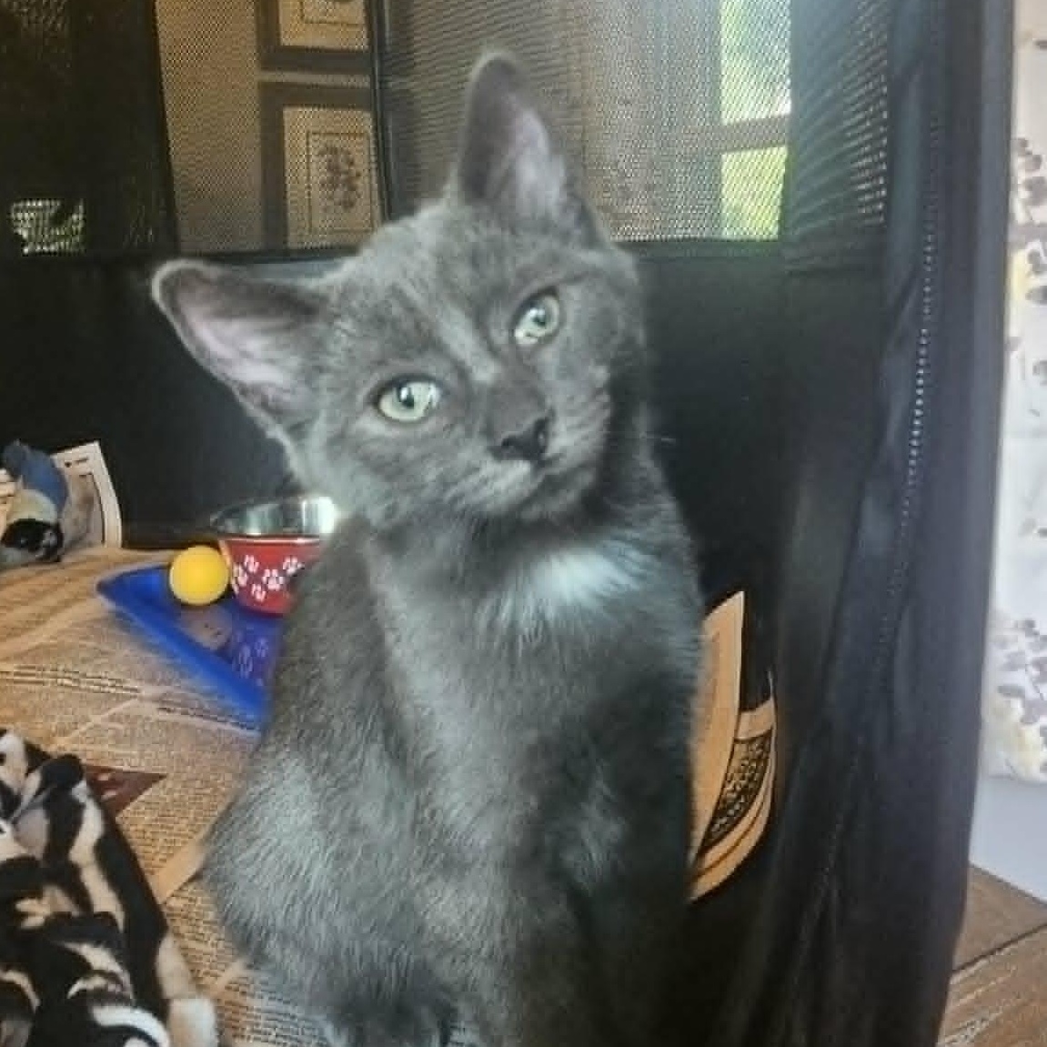 Archer (Bonded with Darcy), an adopted Domestic Short Hair in Rochester, NY image 4/5