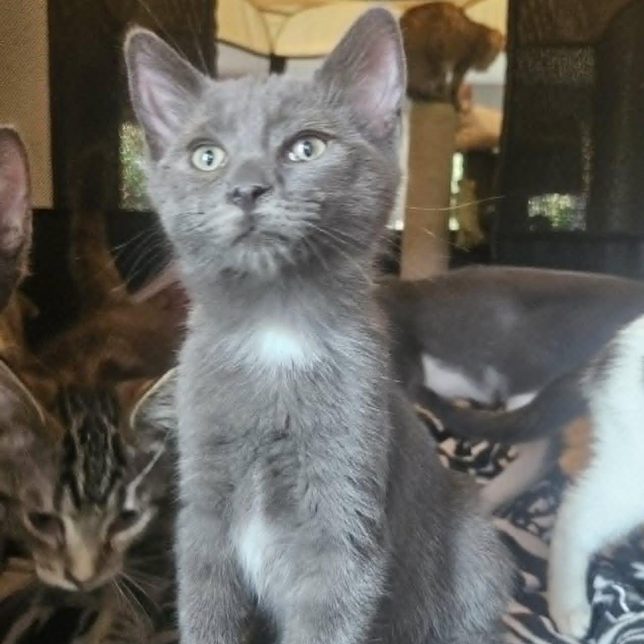 Archer (Bonded with Darcy), adopted, Kitten Male Domestic Short Hair.