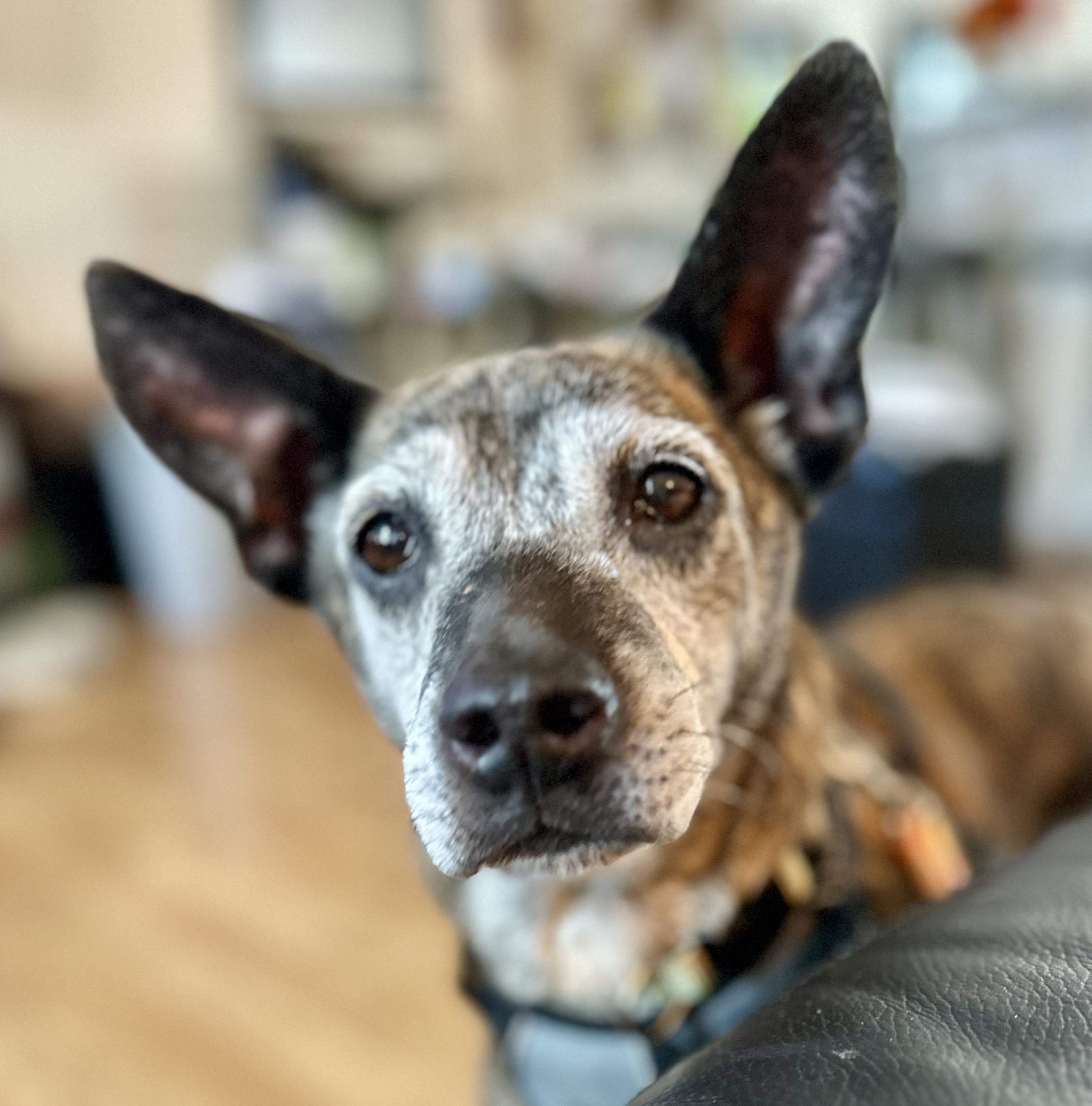 Minnie, ADOPTABLE, Adult Female Terrier.