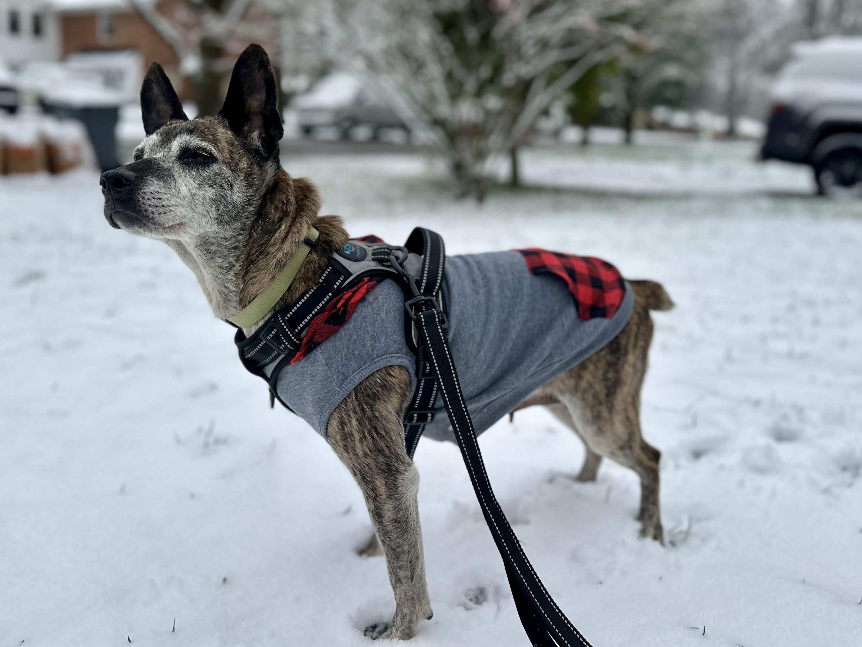 Enlarge Minnie, a ADOPTABLE Terrier in Lexington, KY image 2/5