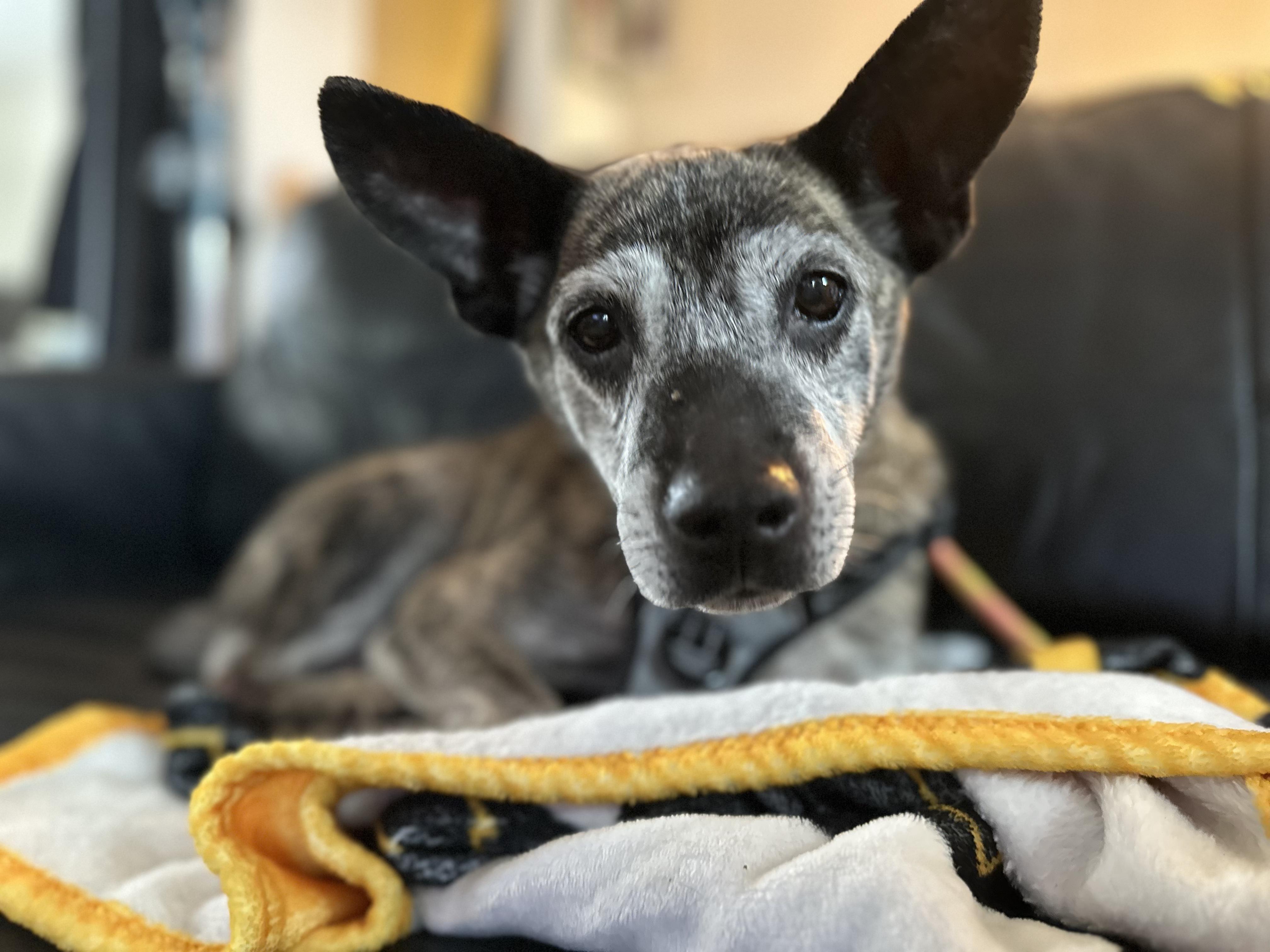 Enlarge Minnie, a ADOPTABLE Terrier in Lexington, KY image 3/5