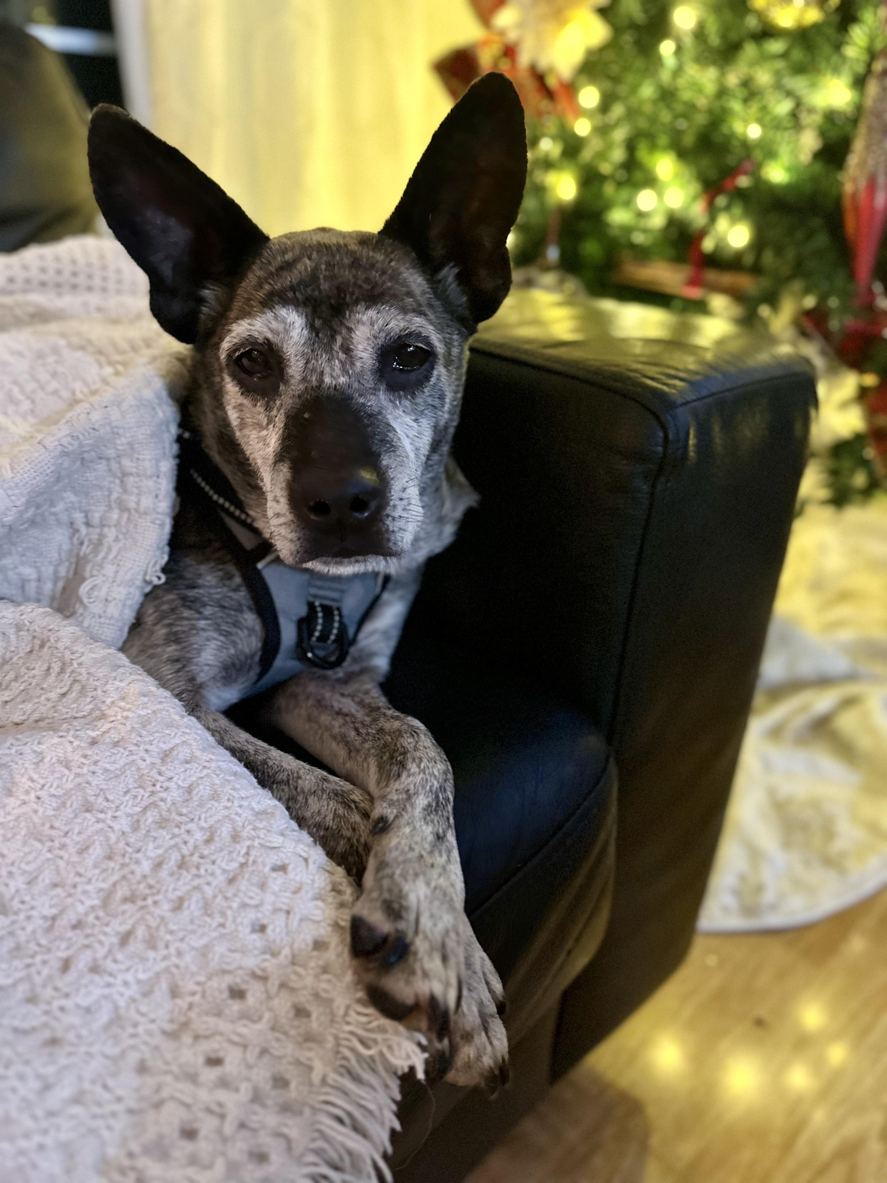 Enlarge Minnie, a ADOPTABLE Terrier in Lexington, KY image 4/5