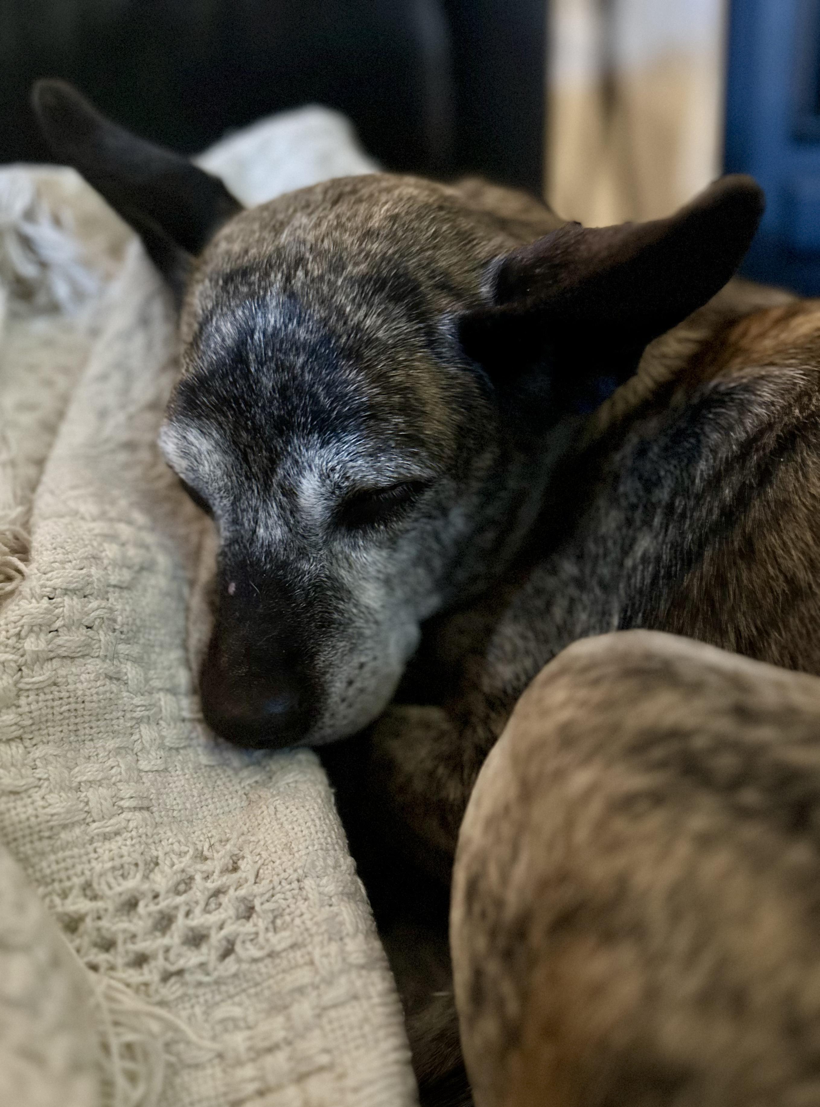 Enlarge Minnie, a ADOPTABLE Terrier in Lexington, KY image 5/5