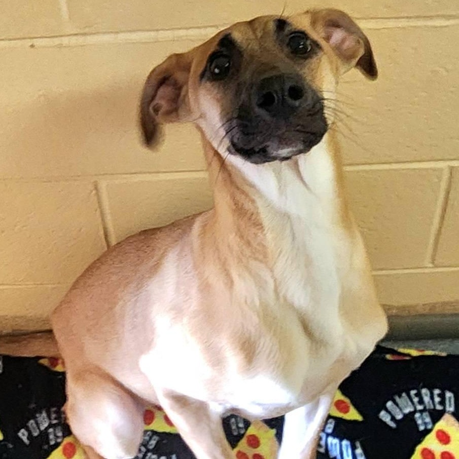 Enlarge Quallow, a ADOPTABLE Belgian Shepherd / Malinois in Danville, VA image 1/1
