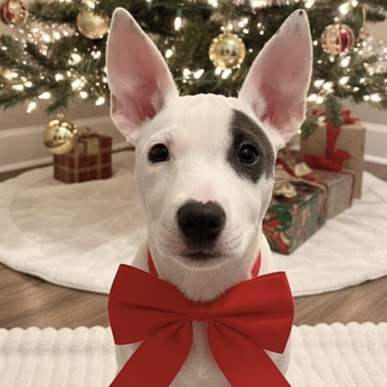 Grace, a Adoptable American Staffordshire Terrier in Hartford, CT image 2/3