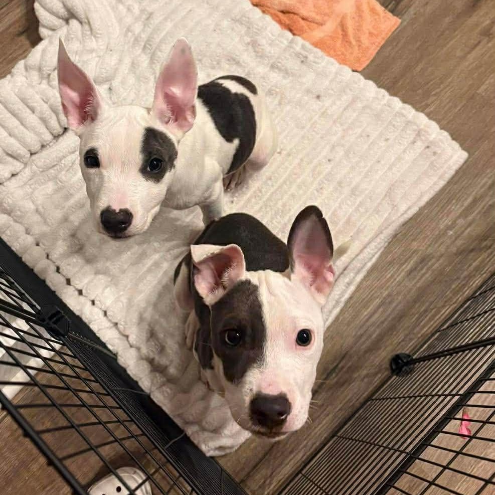 Grace, a Adoptable American Staffordshire Terrier in Hartford, CT image 3/3