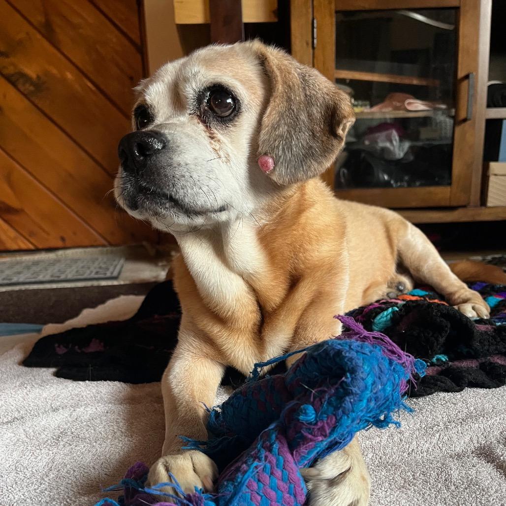 Enlarge Tommy, a Adoptable mixed breed in Northbrook, IL image 1/6