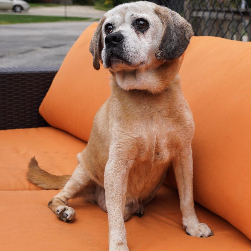 Enlarge Tommy, a Adoptable mixed breed in Northbrook, IL image 2/6