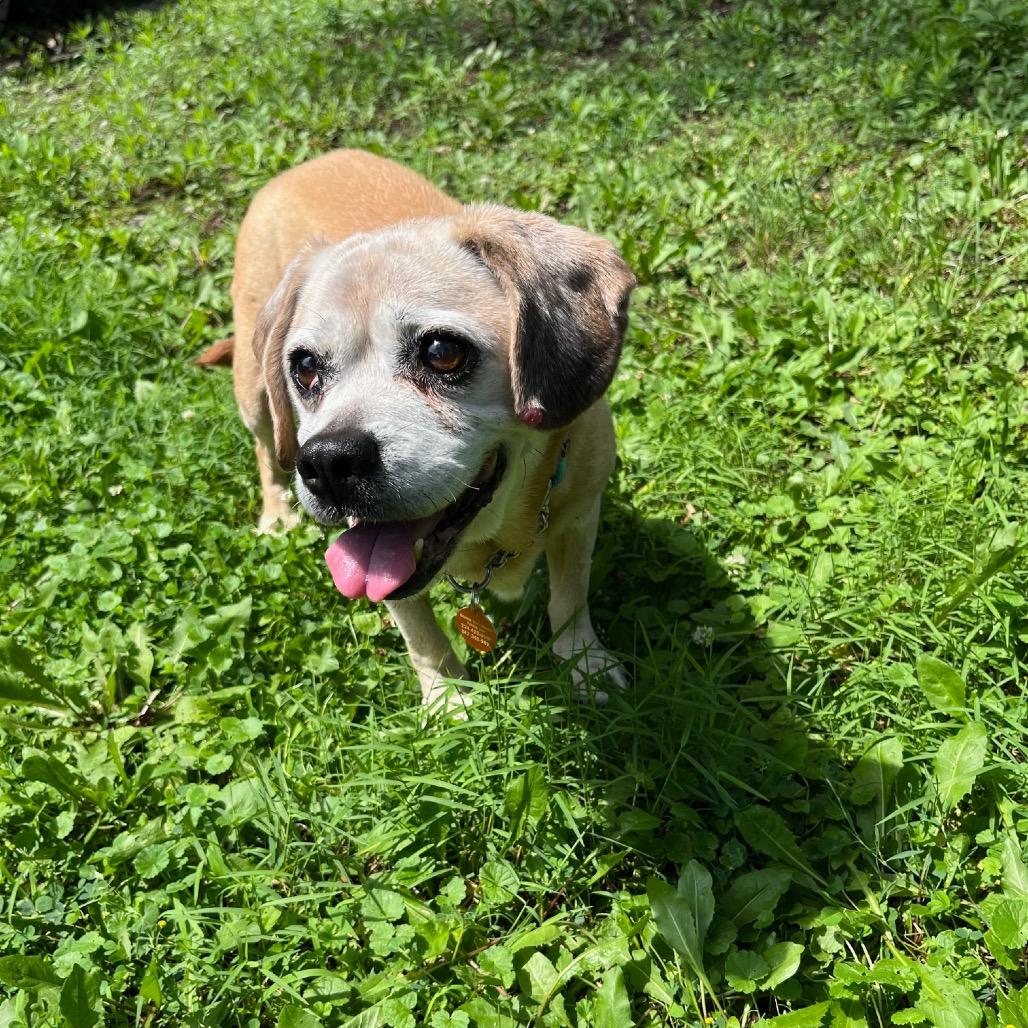 Enlarge Tommy, a Adoptable mixed breed in Northbrook, IL image 3/6