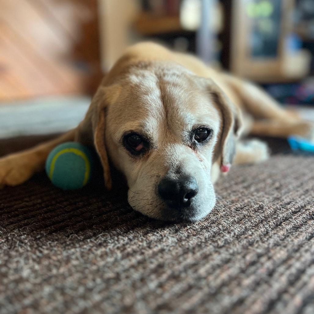 Enlarge Tommy, a Adoptable mixed breed in Northbrook, IL image 4/6