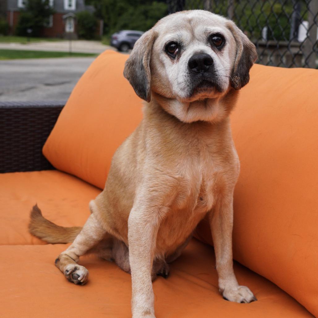 Enlarge Tommy, a Adoptable mixed breed in Northbrook, IL image 6/6