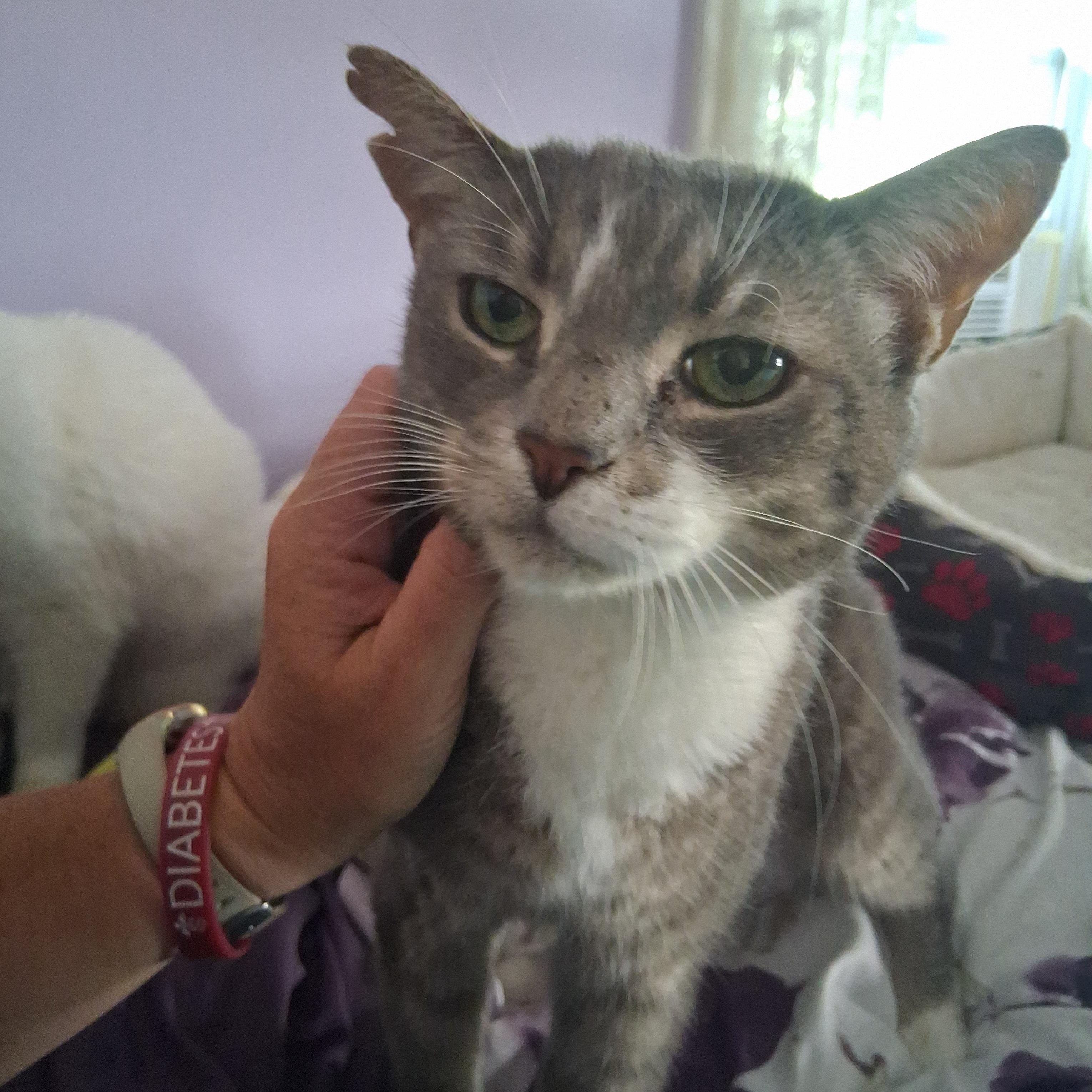 Bounce, Adoptable, Senior Male Domestic Short Hair & Tiger.