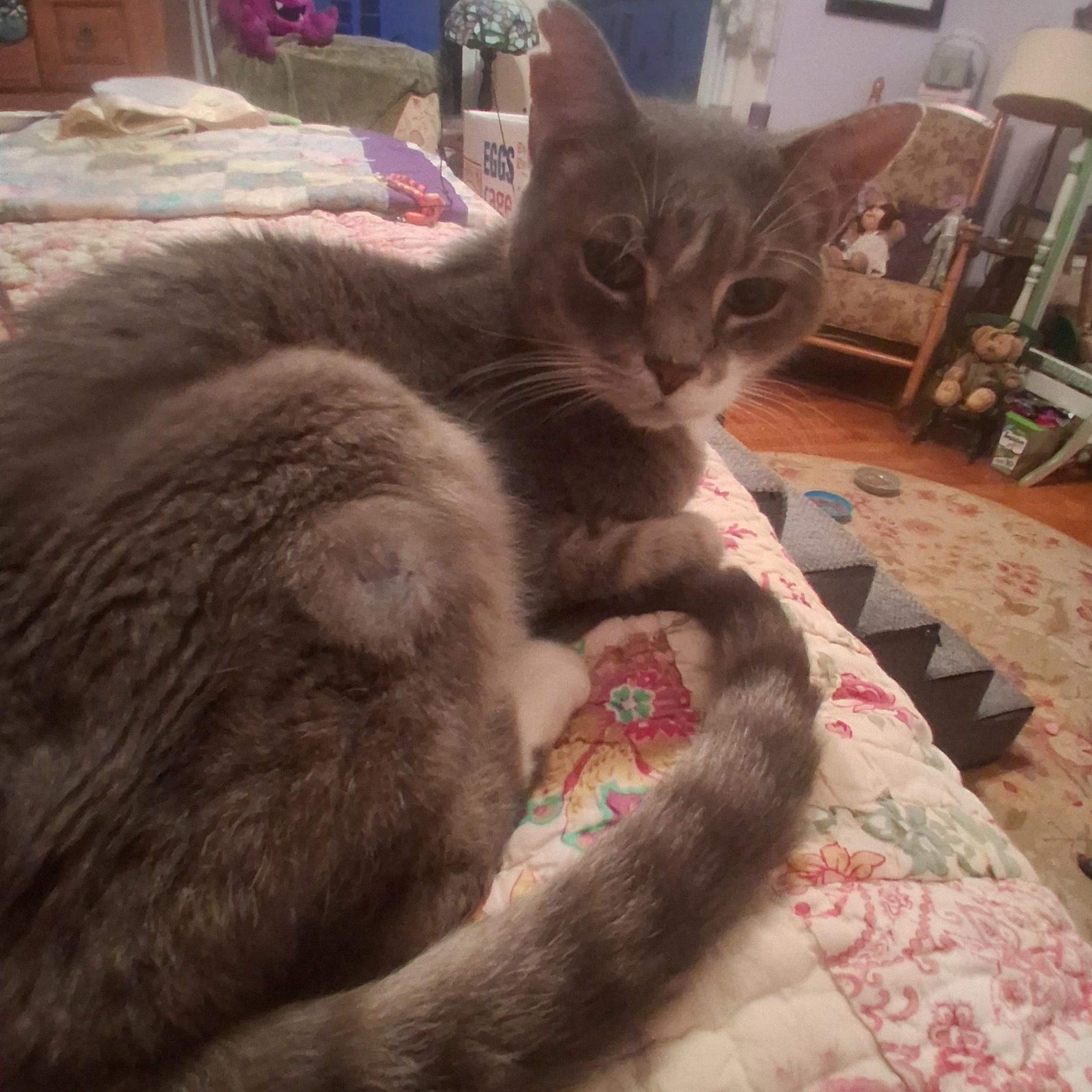 Bounce ***Bonded with Princess 2*** — thumbnail 2