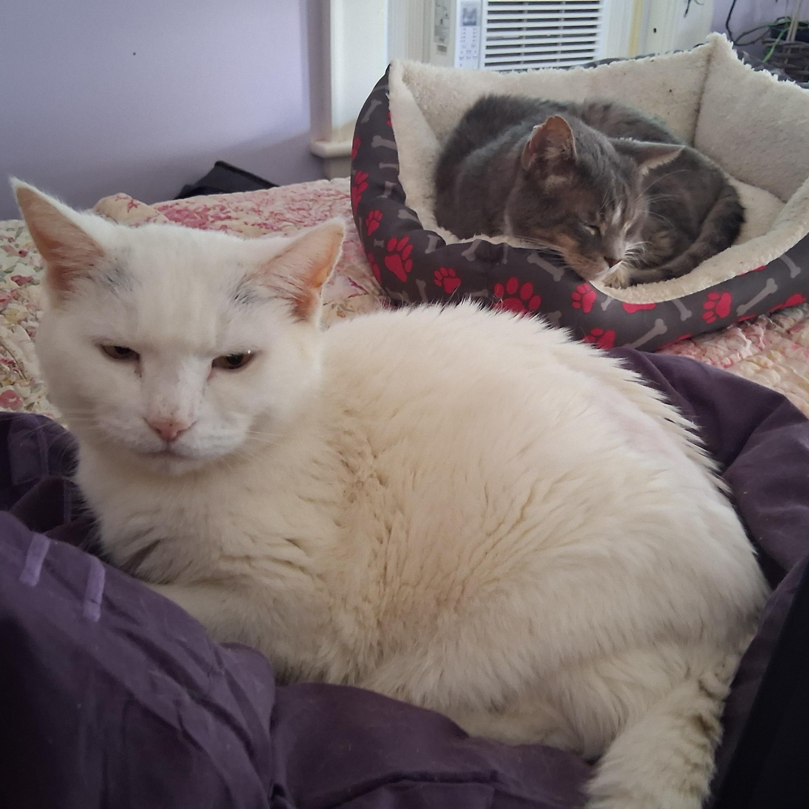 Bounce ***Bonded with Princess 2*** — thumbnail 4