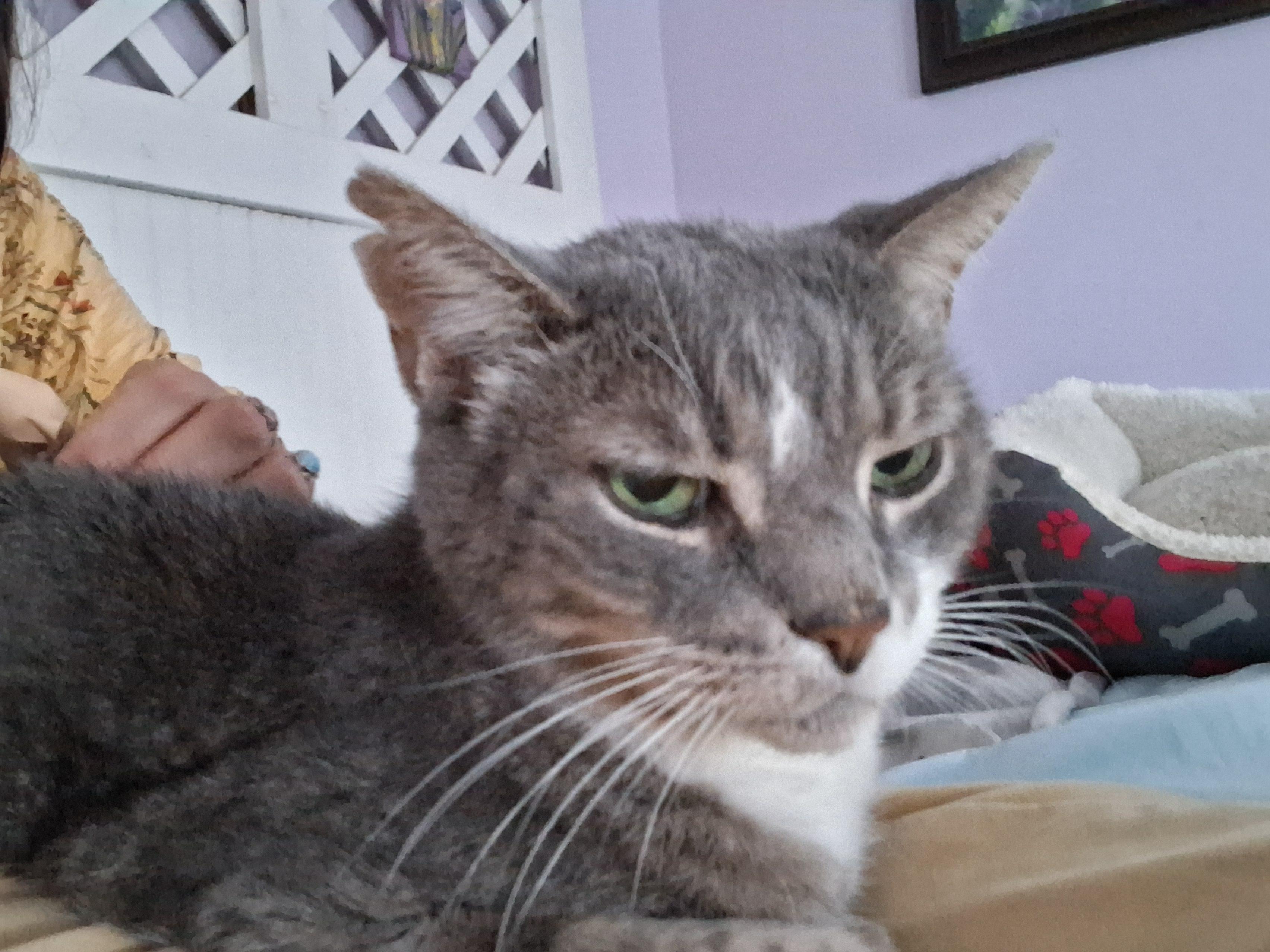 Bounce ***Bonded with Princess 2*** — thumbnail 5