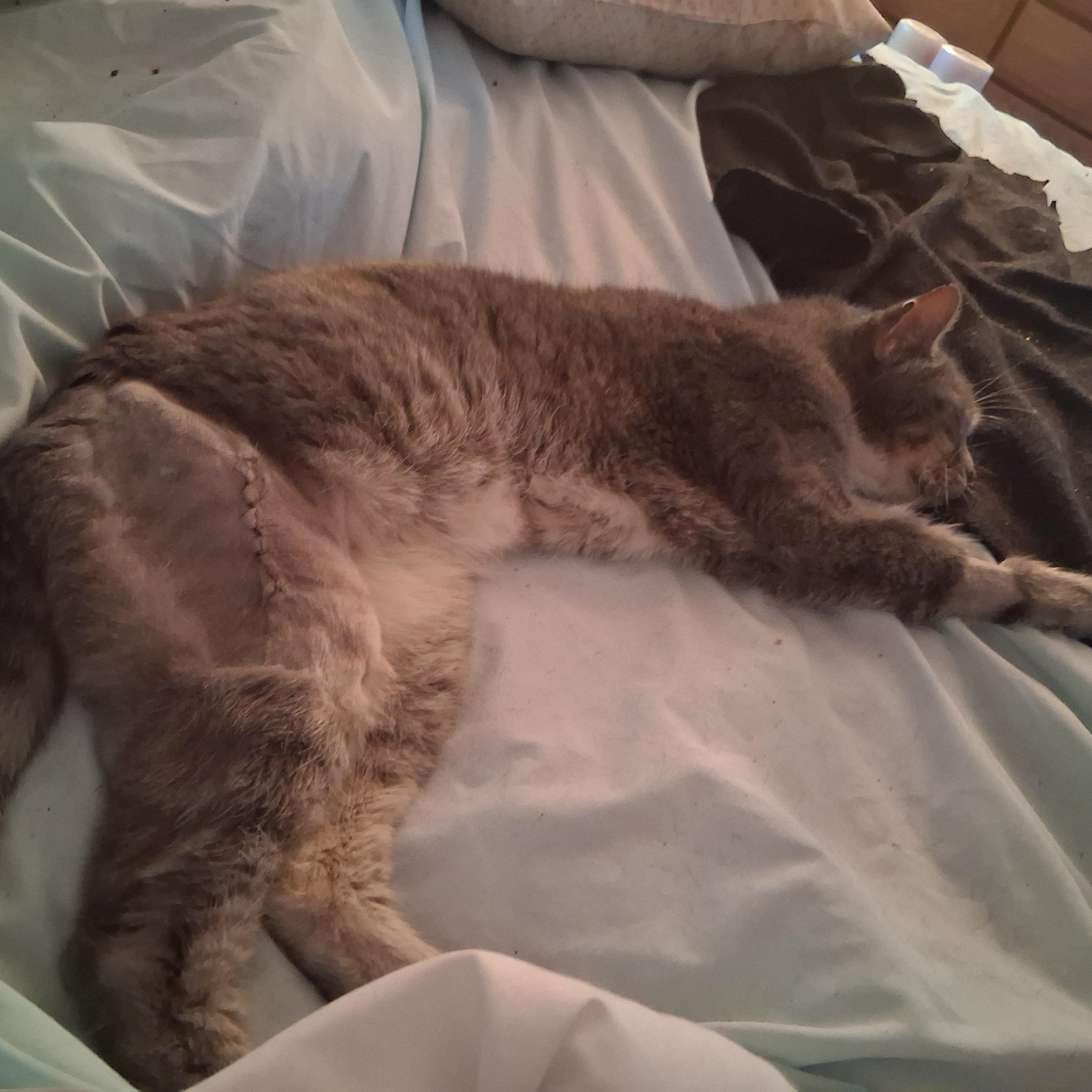 Bounce, a Adoptable mixed breed in FITCHBURG, MA image 6/6