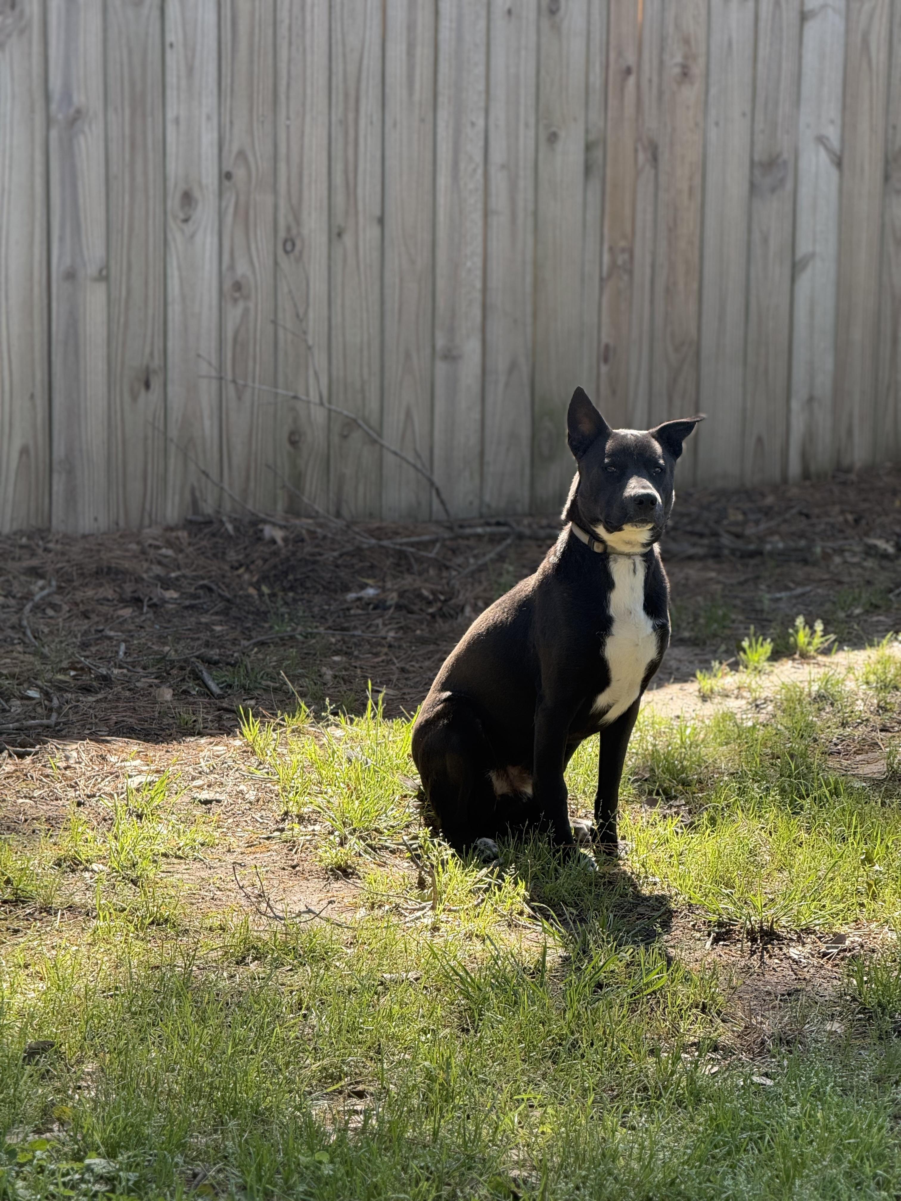 Enlarge CHICO, a ADOPTABLE mixed breed in Annandale, VA image 2/4