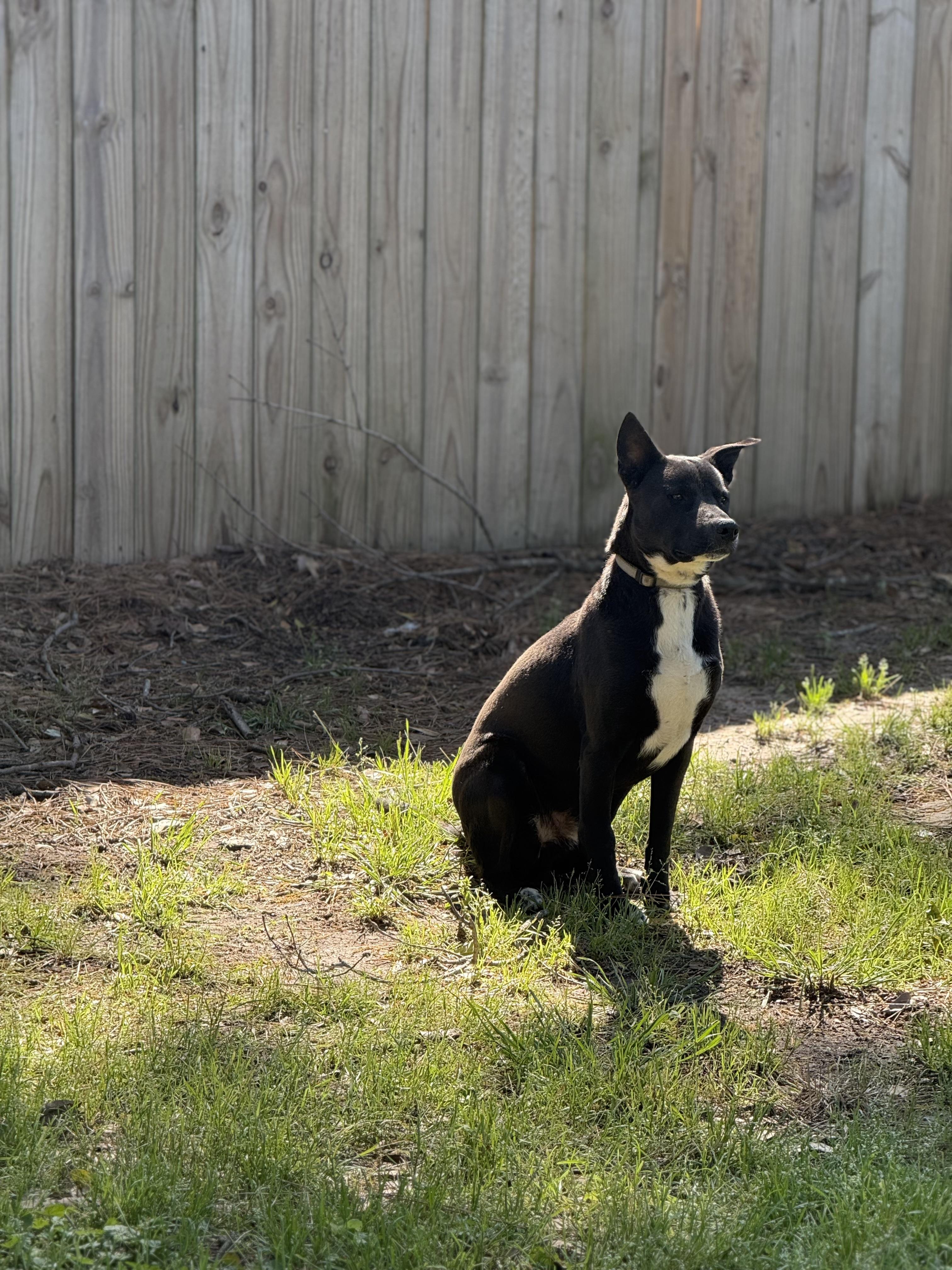 Enlarge CHICO, a ADOPTABLE mixed breed in Annandale, VA image 4/4