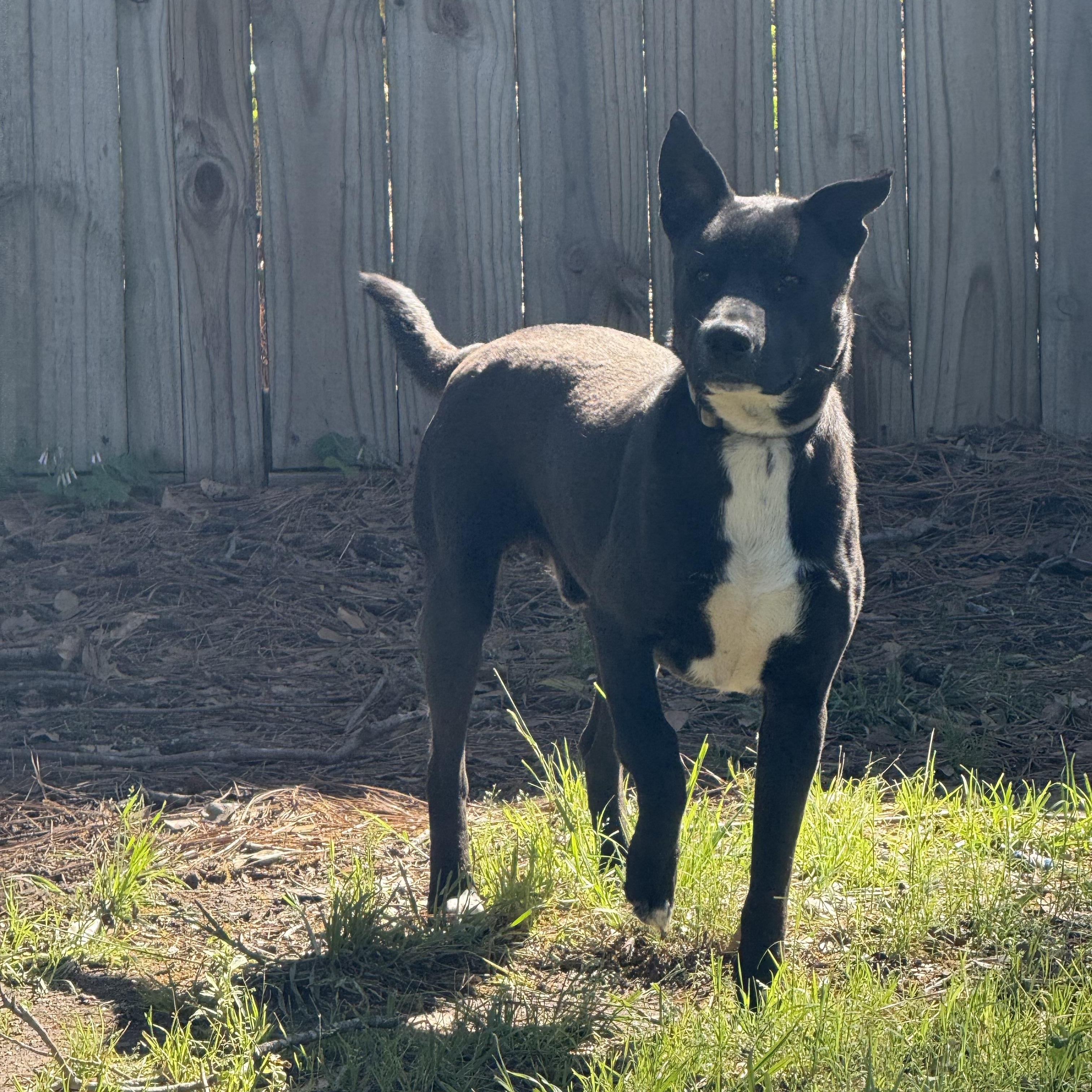 Enlarge CHICO, a ADOPTABLE mixed breed in Annandale, VA image 3/4