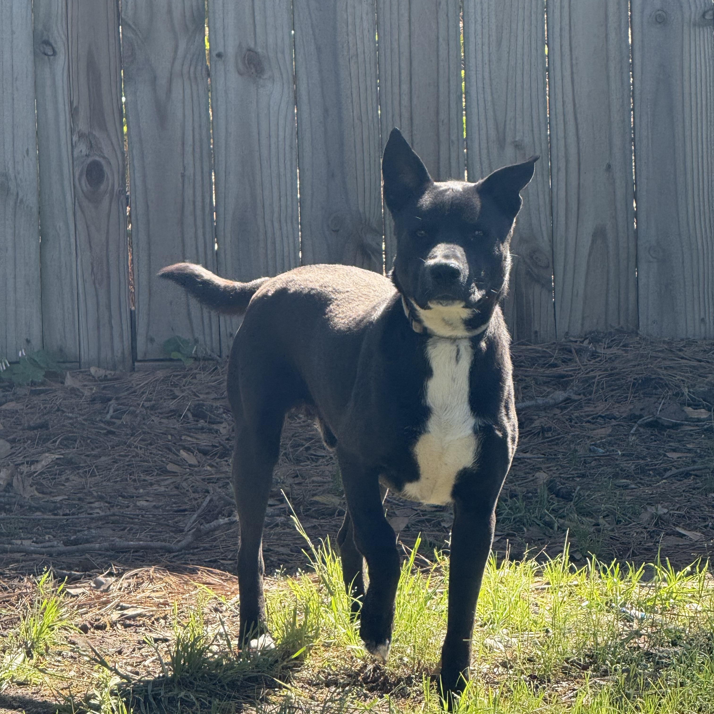Enlarge CHICO, a ADOPTABLE mixed breed in Annandale, VA image 1/4