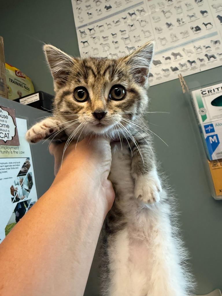 Stella (Tabby), Adoptable, Young Female Domestic Short Hair.