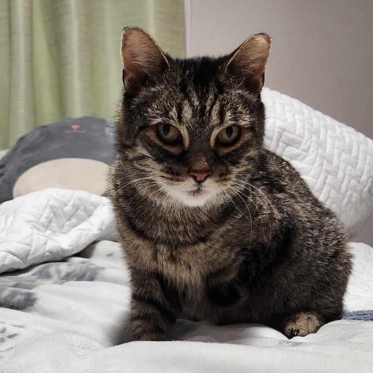 Cairo, a ADOPTABLE Domestic Short Hair in Fredericton, NB image 3/6