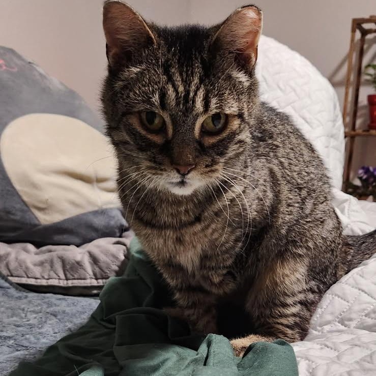 Cairo, a ADOPTABLE Domestic Short Hair in Fredericton, NB image 2/6
