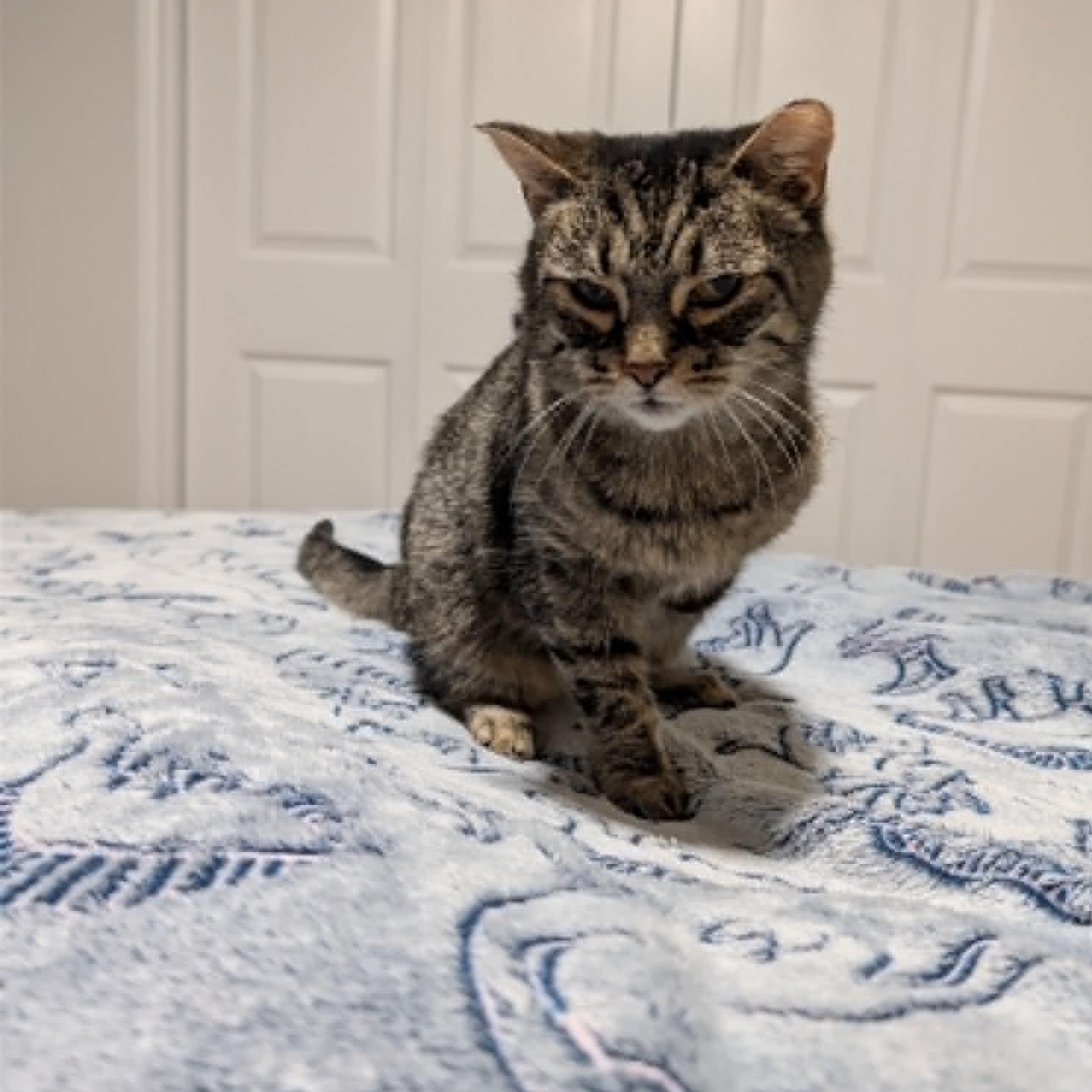 Cairo, a ADOPTABLE Domestic Short Hair in Fredericton, NB image 5/6