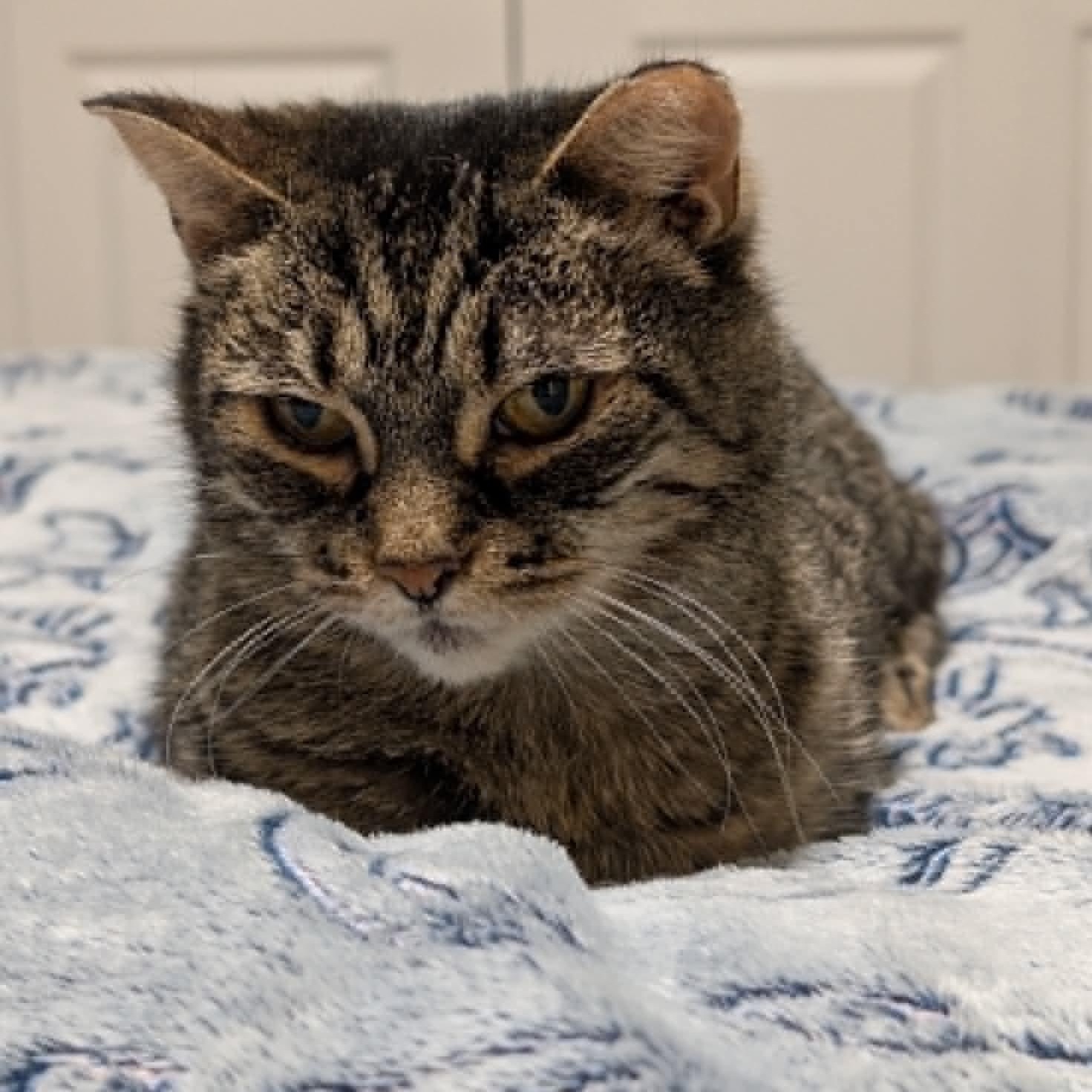 Cairo, a ADOPTABLE Domestic Short Hair in Fredericton, NB image 6/6